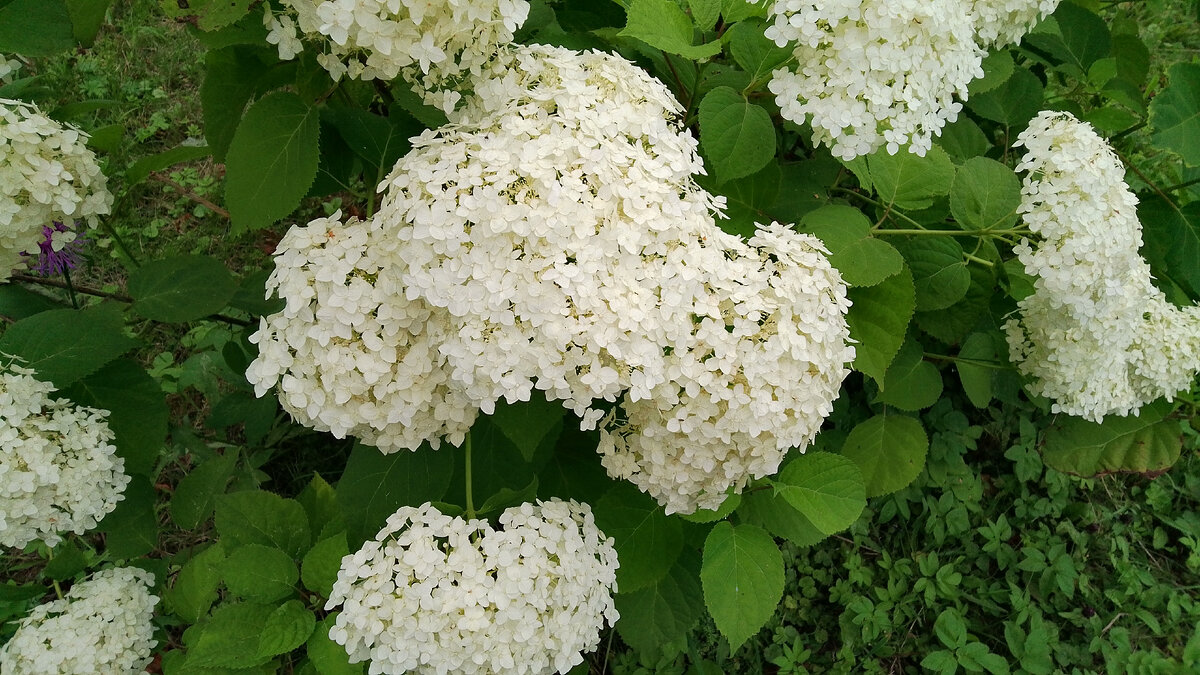 Личное фото.Моя гортензия в этом году наконец зацвела!