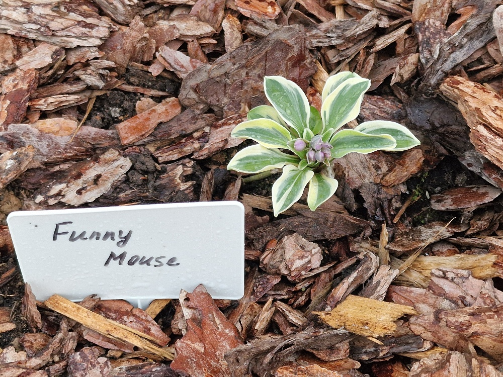 Фото Фиолетового сна