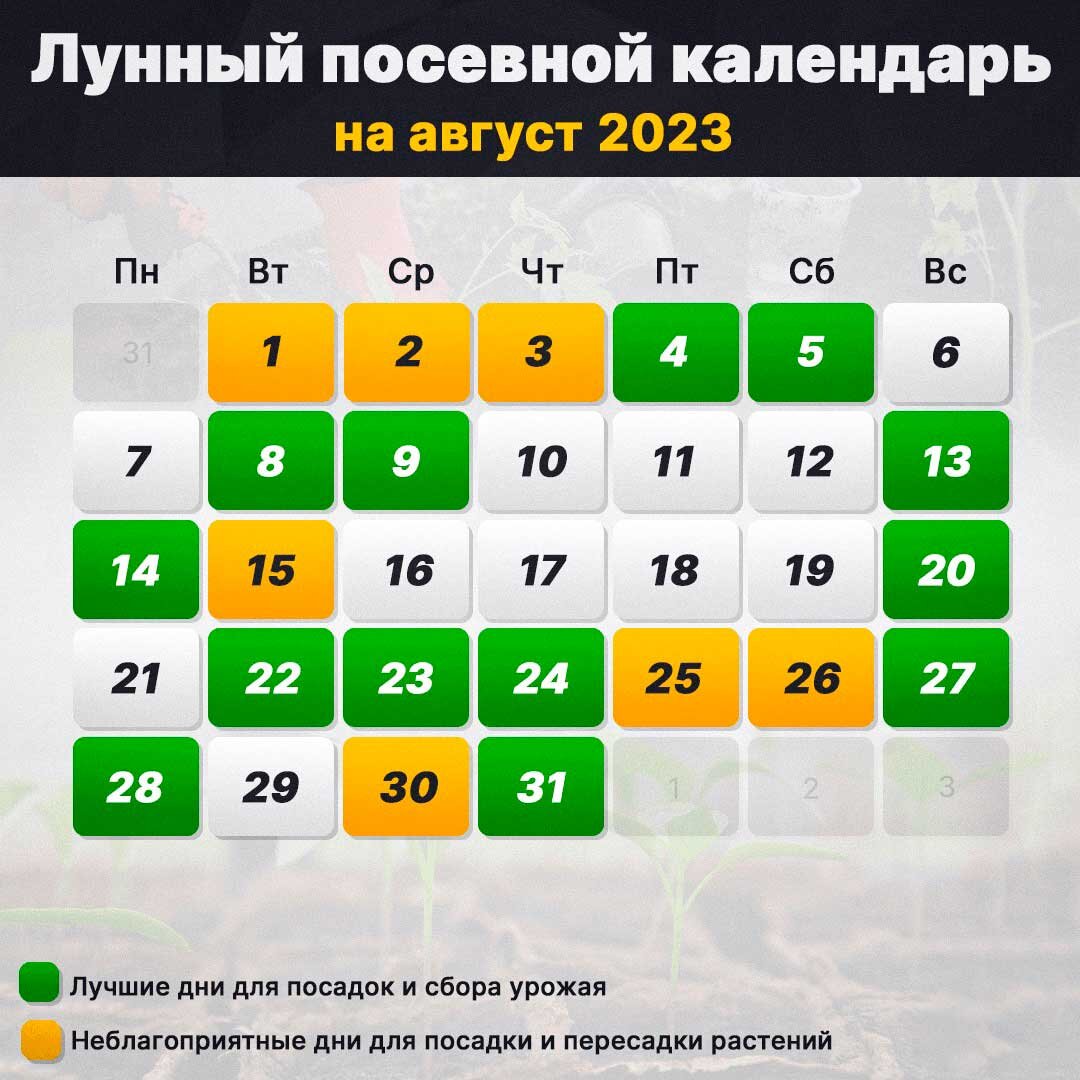 Лунный посевной календарь на август 2023: что и когда делать на огороде и в  саду | Интернет-газета «Жизнь» | Дзен