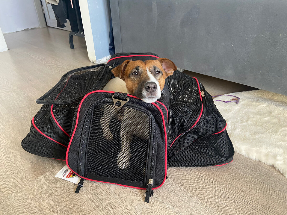 легкое движение руки и наша переноска превращается в ЛЮКС🥰 Песель может вытягиваться во всю длину, переворачиваться и разминать лапки 🐾