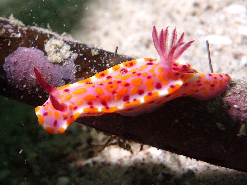 Ceratosoma Amoena. Фото с сайта https://www.inaturalist.org/