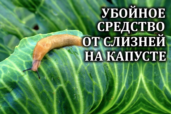 Простейшее средство от слизней и улиток на капусте