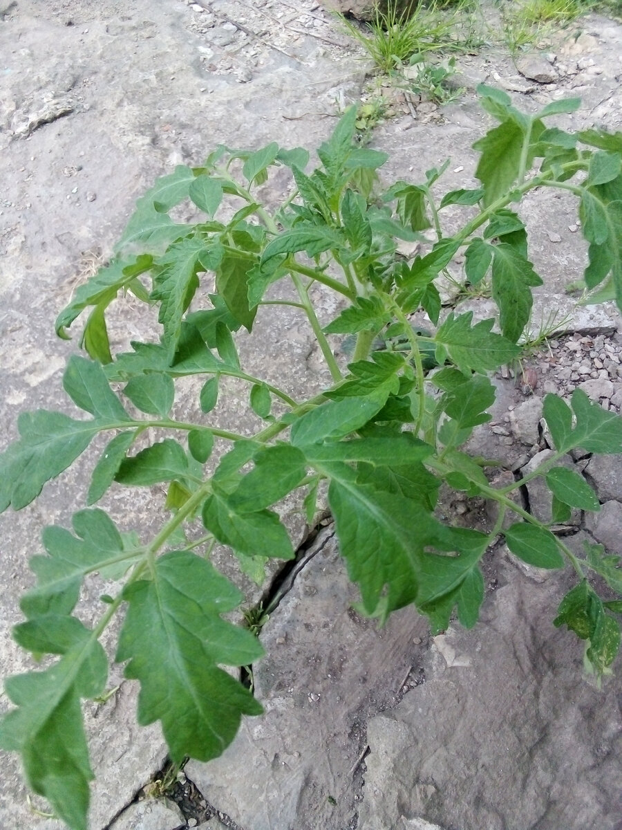 Малыш помидорка.