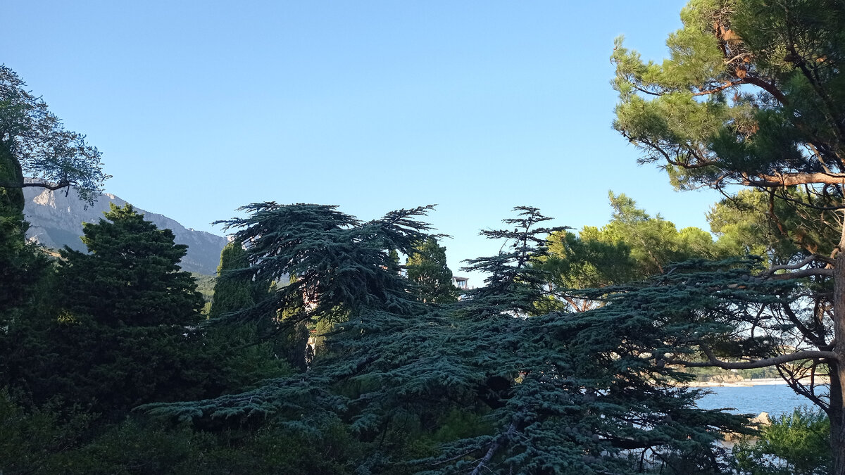 Море, горы, сосны, кипарисы. Это мы гуляем в Симеизе