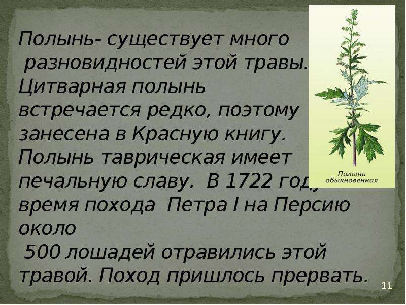 Полынь горькая (Artemisia absinthium L.)