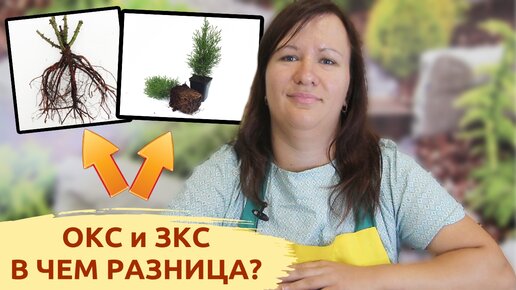 Открытая корневая система и закрытая корневая система: в чем разница?