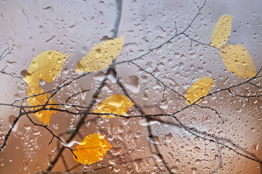 Осенняя песня дождя. Фото Елены БЕЛОЗОРОВОЙ.