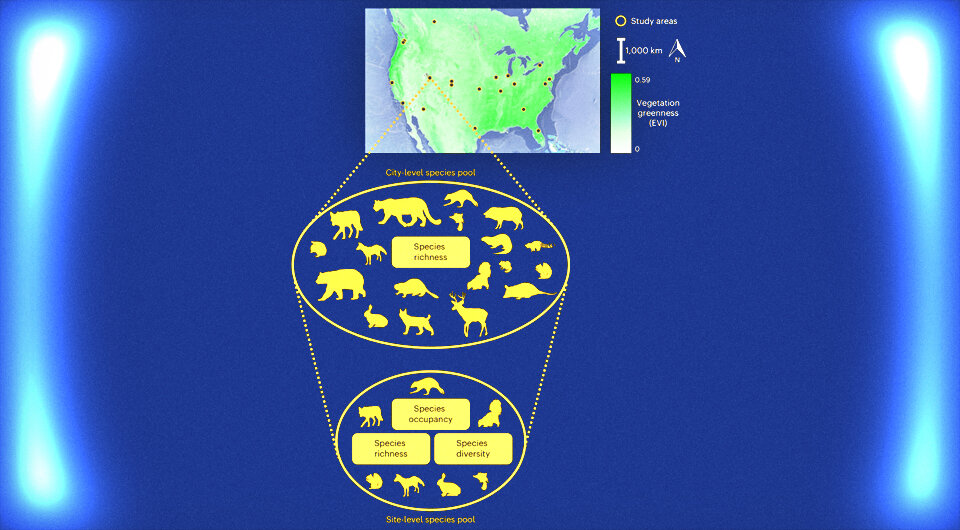   N + 1; Jeffrey Haight et al. / Nature Ecology & Evolution, 2023