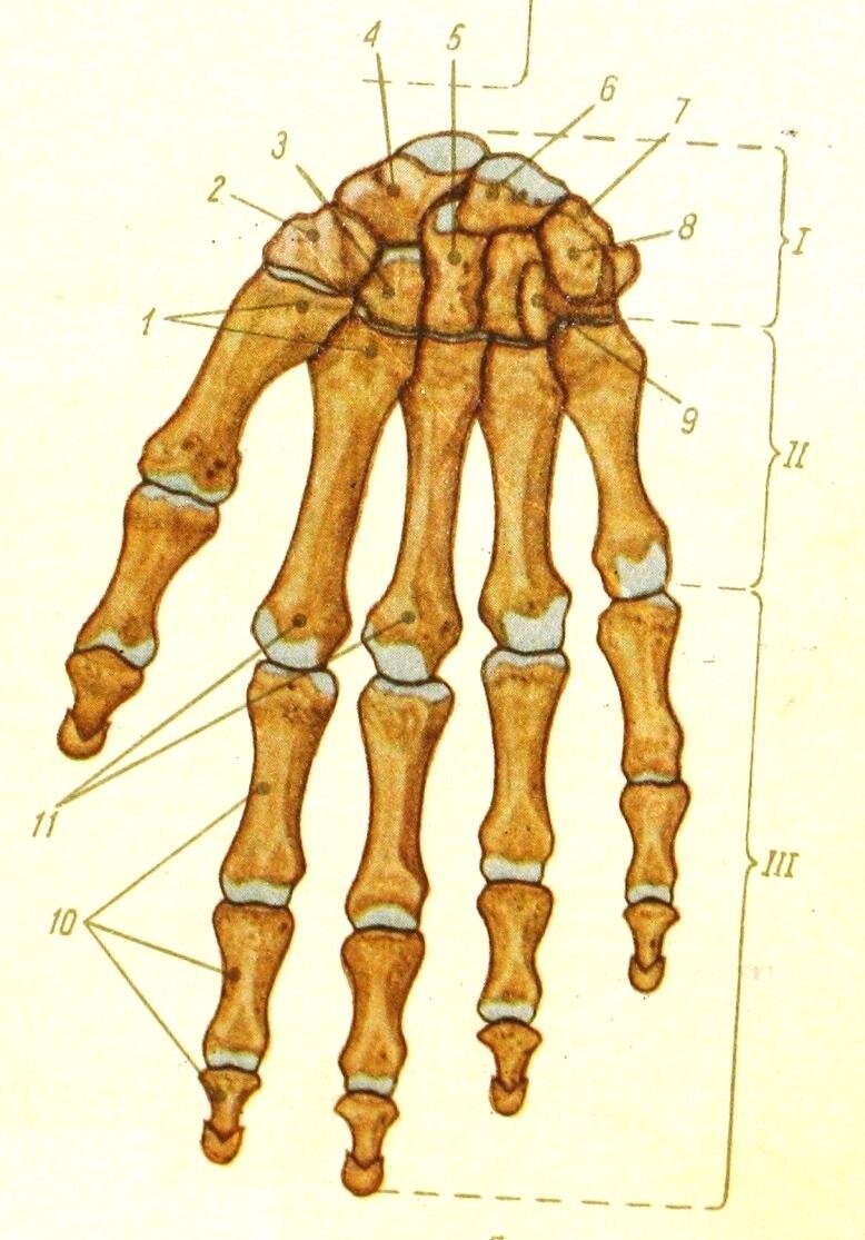 Пястье и запястье. Кости запястья пясти и пальцев. Кости пясти и фаланги пальцев. Кости кисти гороховидная кость. Кости запястья пястные кости фаланги пальцев.