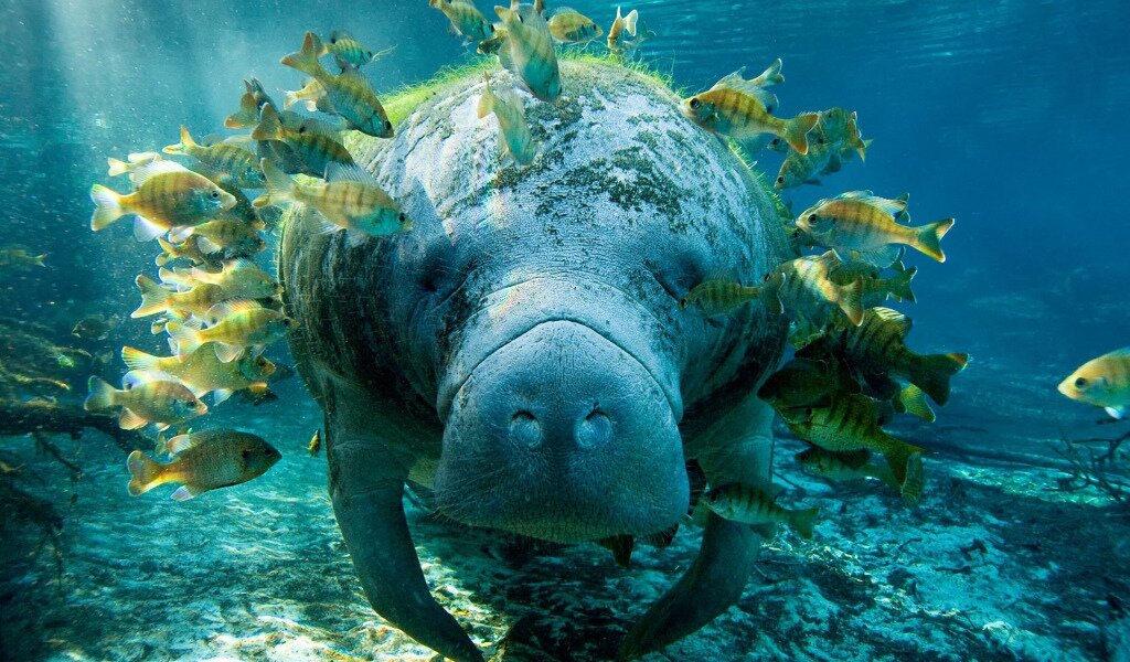 Как можно заметить, у нашего героя много фанатов