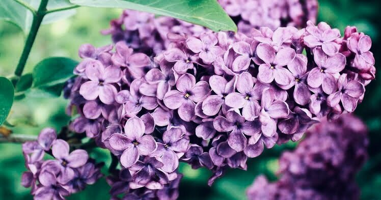 Сирень у англичан считалась несчастливым цветком - тот, кто держит на руках сирень, не будет носить на них обручальных колец - как-то так они полагают в Туманном своем Альбионе.