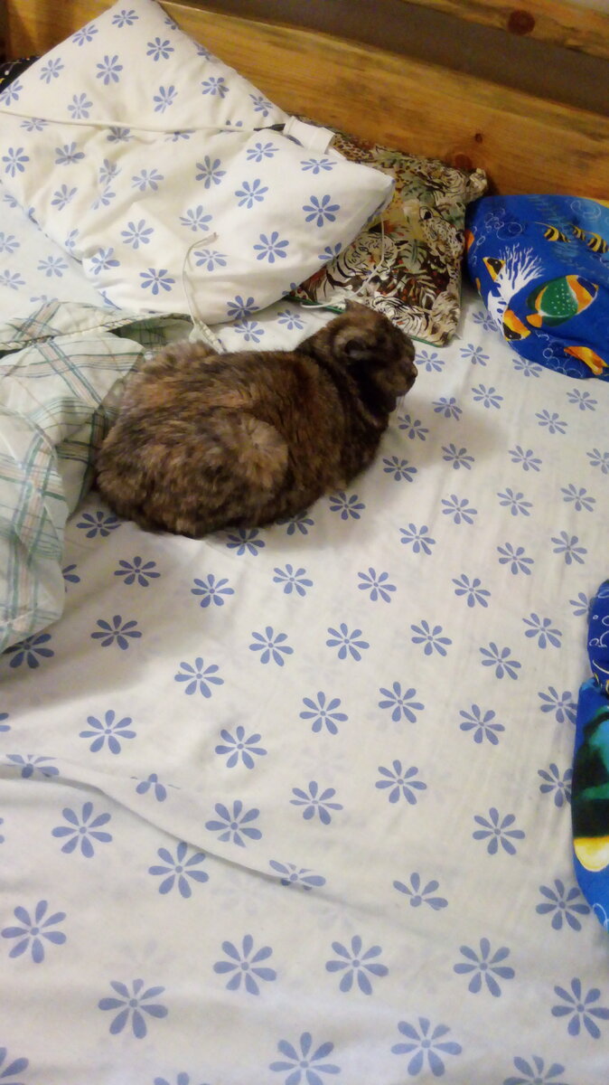 И целой кровати мало