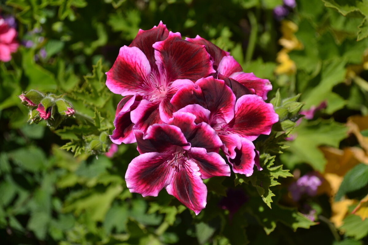 Пеларгония Королевская крупноцветковая сорта