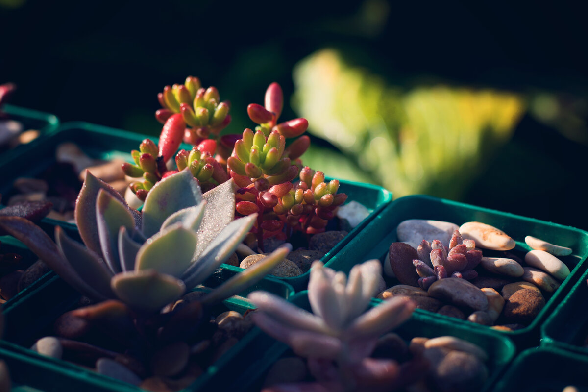 Контраст дневных и ночных температур + солнышко творят чудеса с окраской растений, и в августе-сентябре цвета будут наиболее яркими  