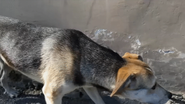 С этим стрижом все хорошо, хозяин отогнал собаку и отпустил стрижа.