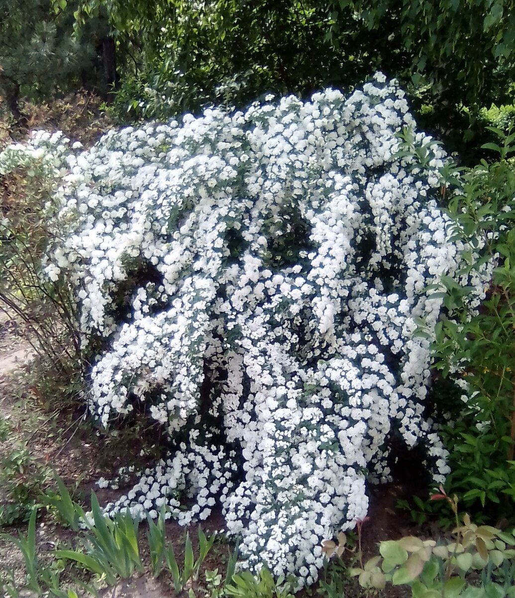 Спирея вангутта розовая фото