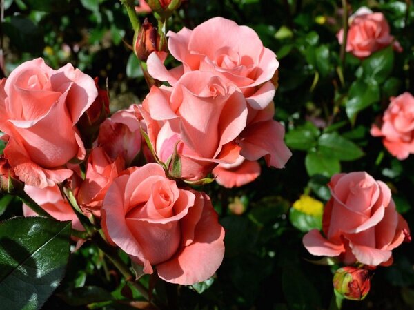 Простые способы увеличить цветение роз