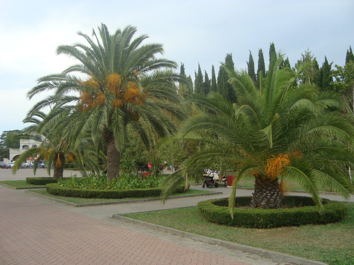парки адлера
