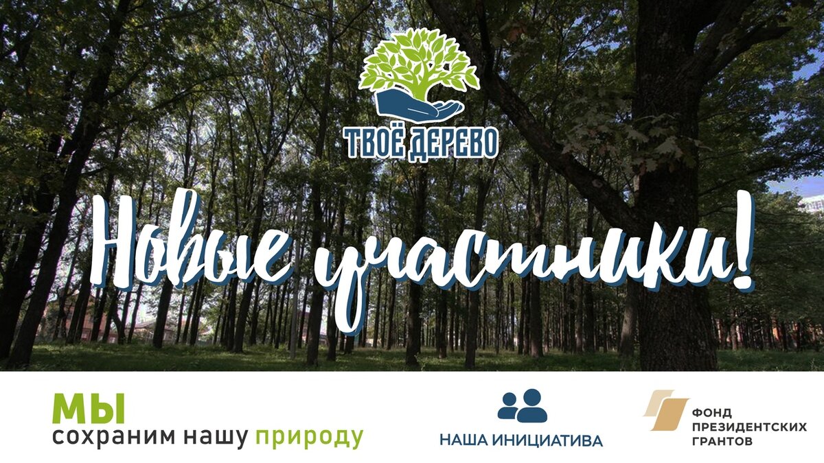 Твое дерево