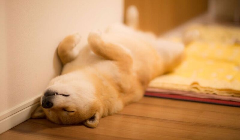 История про пса, жизненные истории