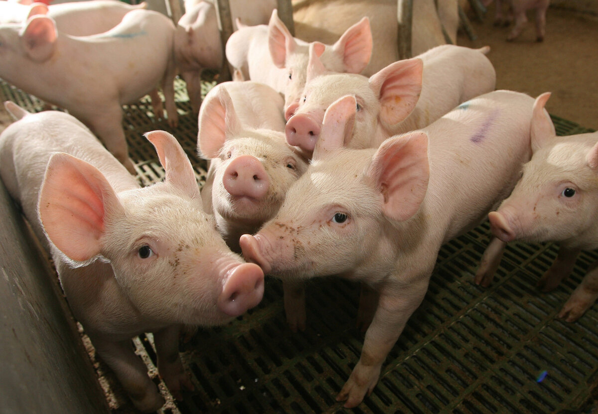 Поросята растут, когда им комфортно: как защитить свиней от зимних морозов