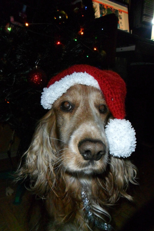 Гектор. Фото из личного архива.