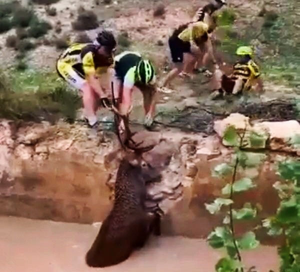 Велосепидисты достают оленя из воды 