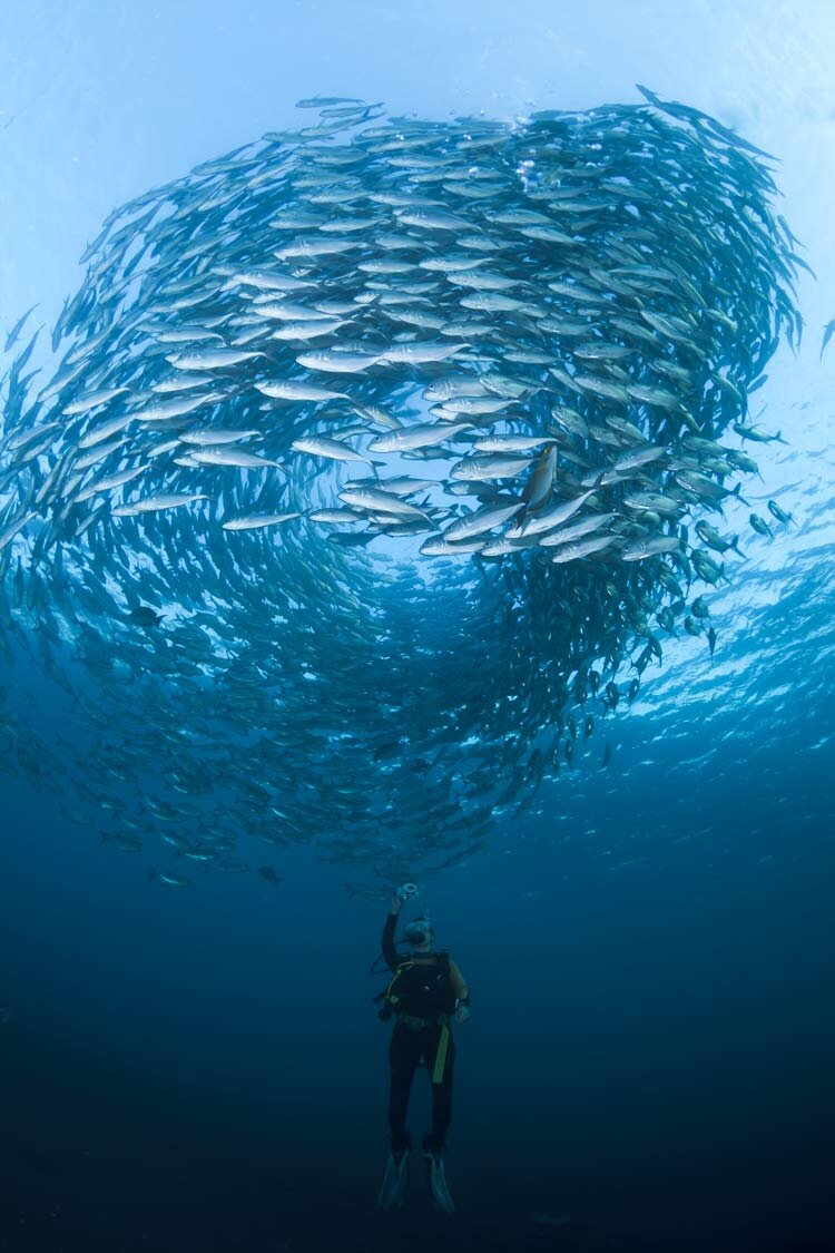 https://www.firestock.ru/akvalangist-v-vode-diver-in-the-water/