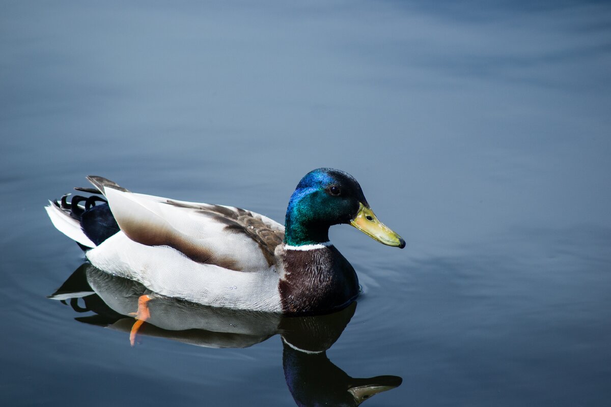 https://unsplash.com/photos/8qxzIaf6-j0