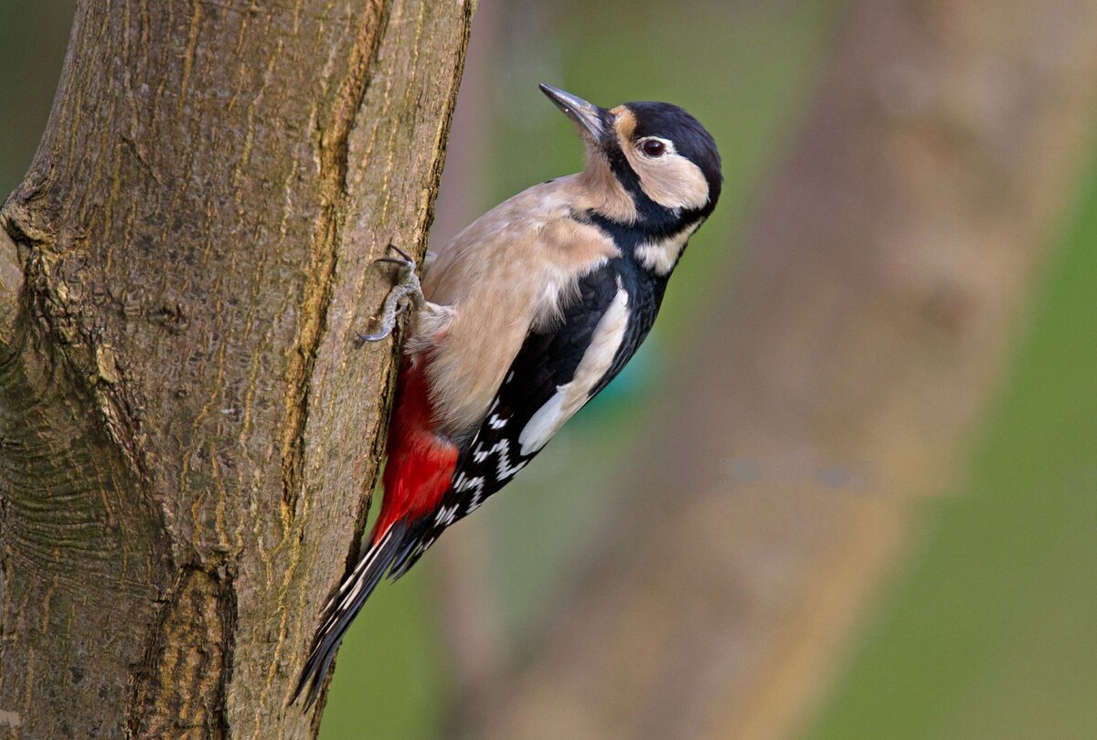 Лесной дятел совершает 20-25 ударов в секунду своим клювом.  Источник gettyimage.com