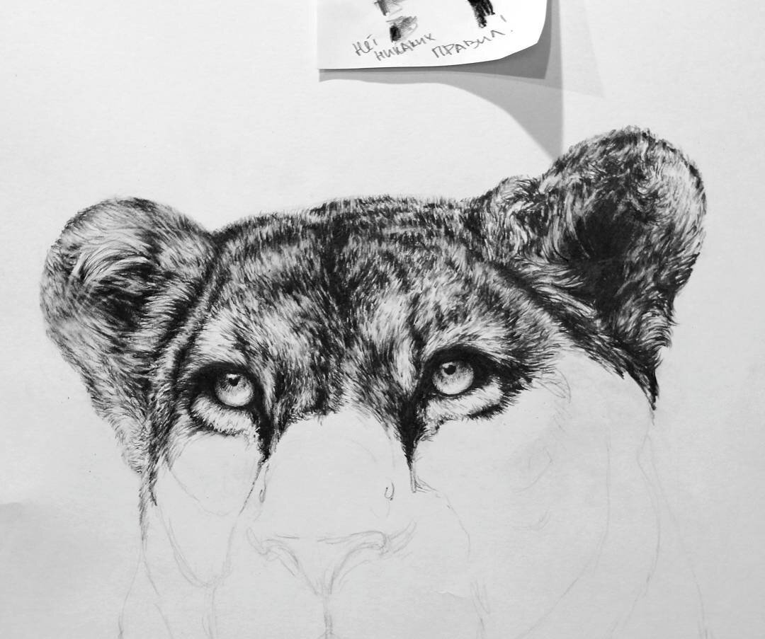 Процесс рисования львицы