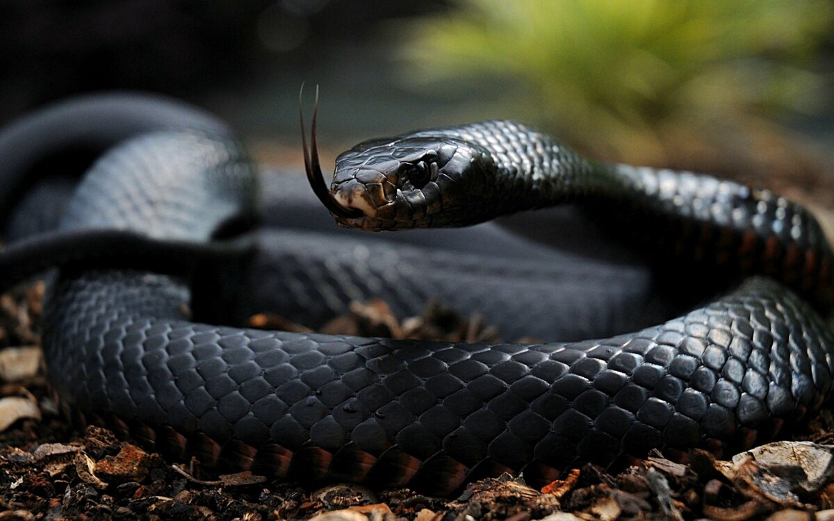 Какие змеи обитают в Карелии, и каких стоит бояться