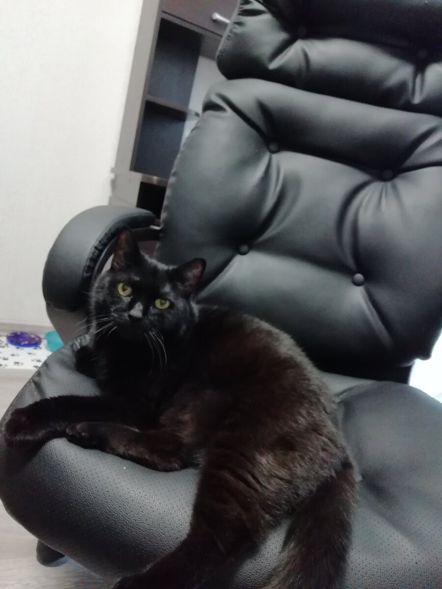 Пуся приехал на кухню