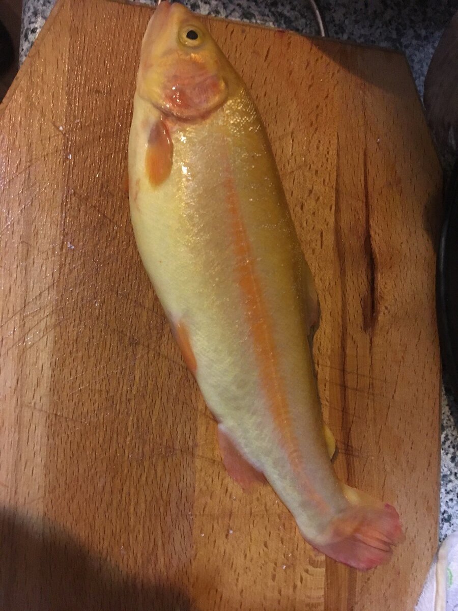                               Янтарная форель