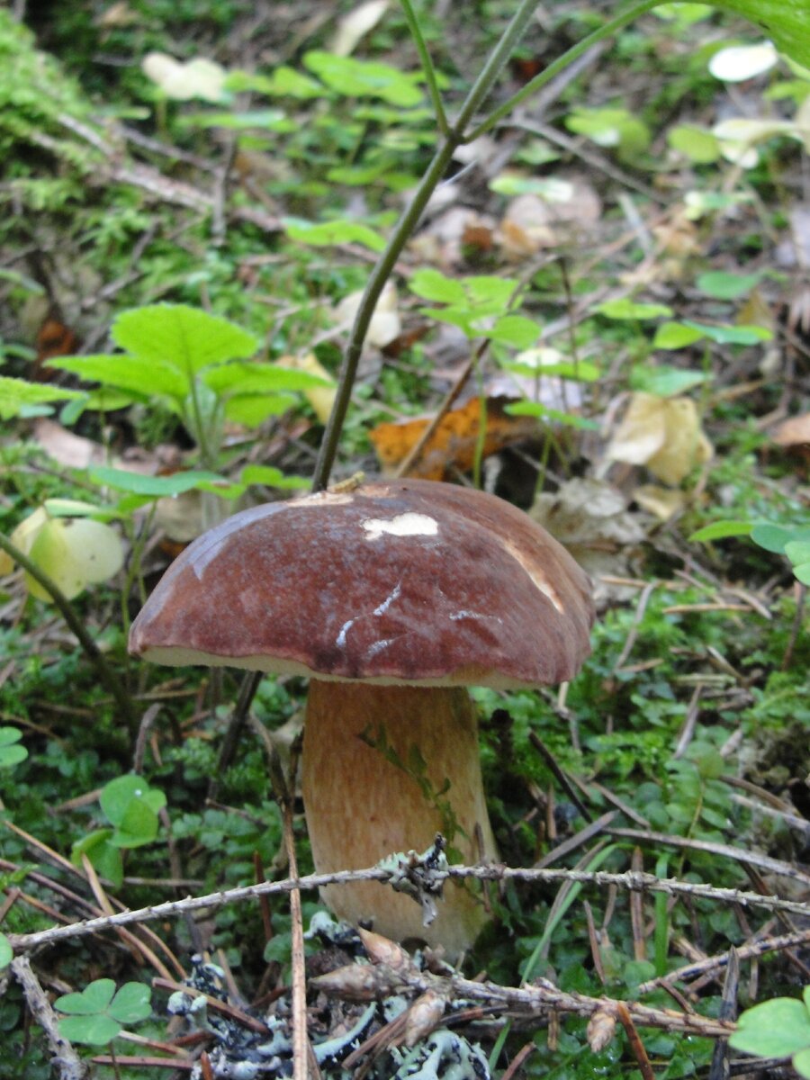 Самые поздние грибы