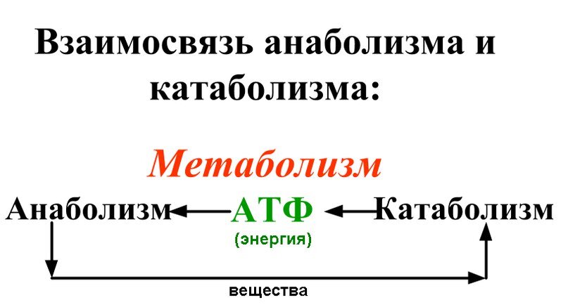 Общая схема метаболизма