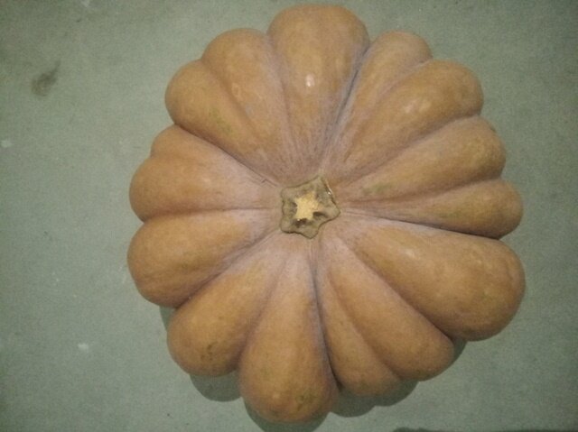 Моя барыня-тыква! Фото: Романа Образцова.