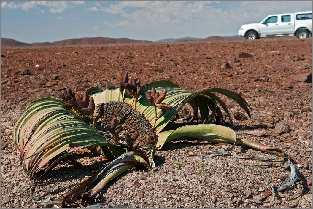 голосеменное растение растет в пустыне. вельвичия удивительная (welwitschia mirabilis). пустыня намиб вельвичия. голосеменное растение растет в пустыне. вельвичия это голосеменное растение.
