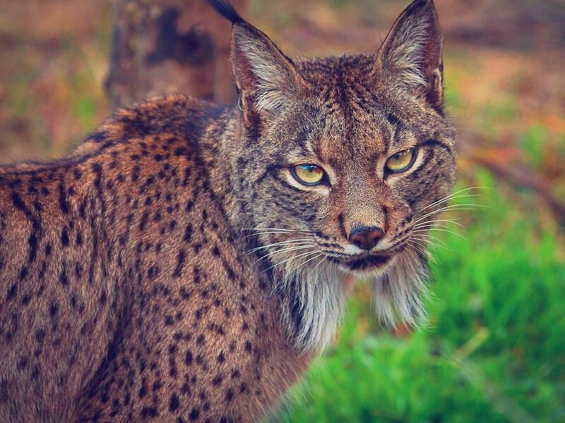 Фото 2. Пристальный взгляд