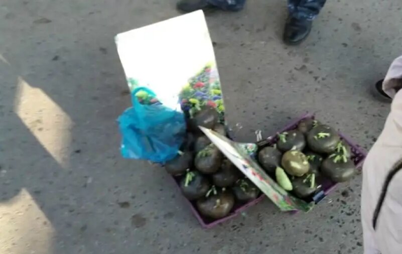 Те самые якобы луковицы буддлеи Давида