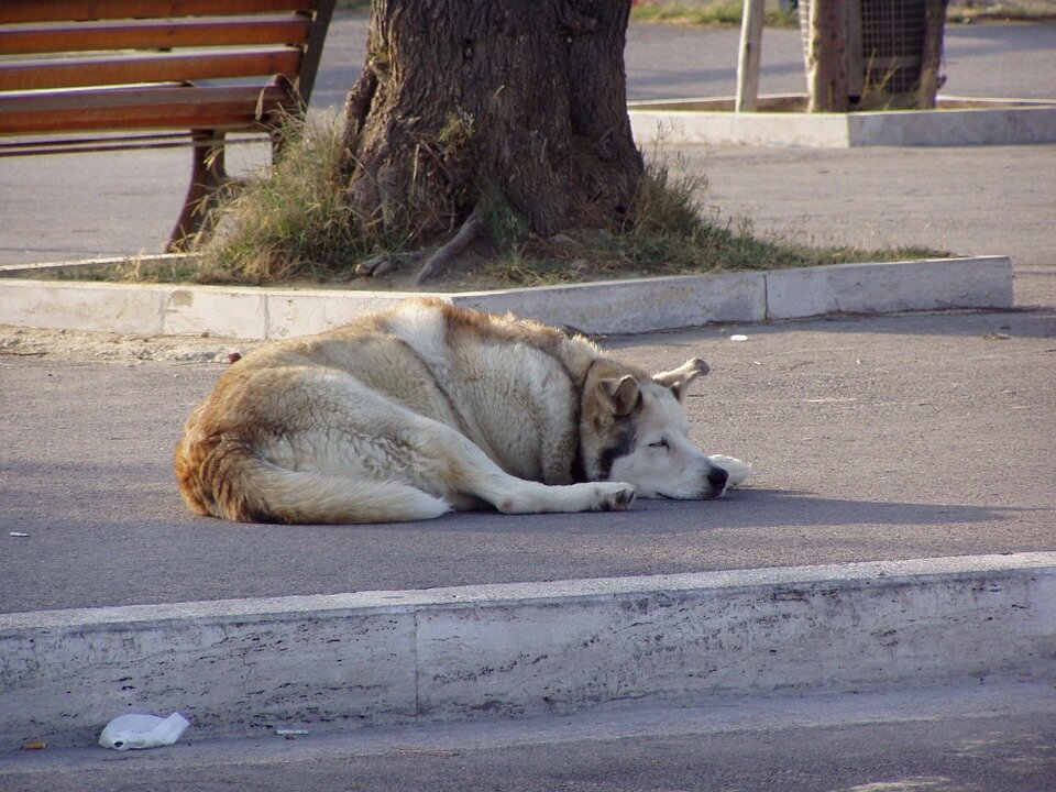 Фото: pixabay.com