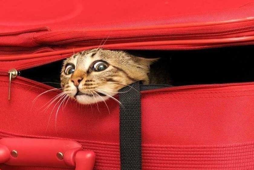 Правила перевозки животных в самолете