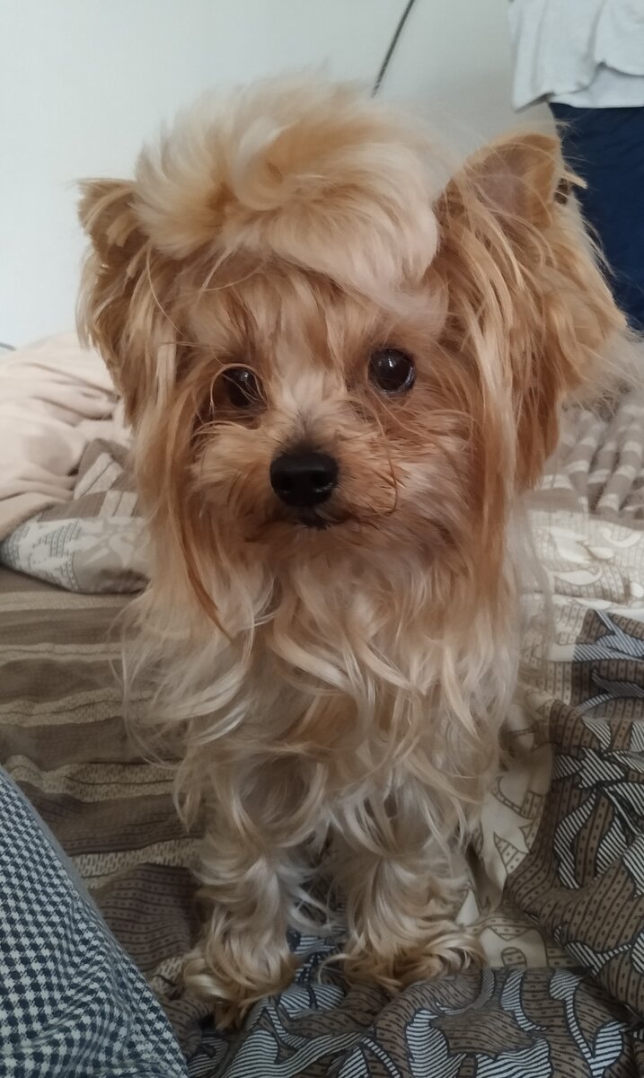 Она никогда не лезет в рот, когда чего-то очень хочется съесть такого, что едят люди. Просто смотрит и ждёт, вдруг угостят... 