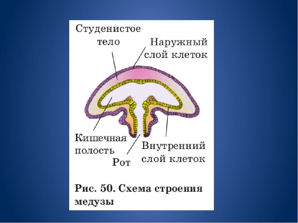 Яндекс картинки