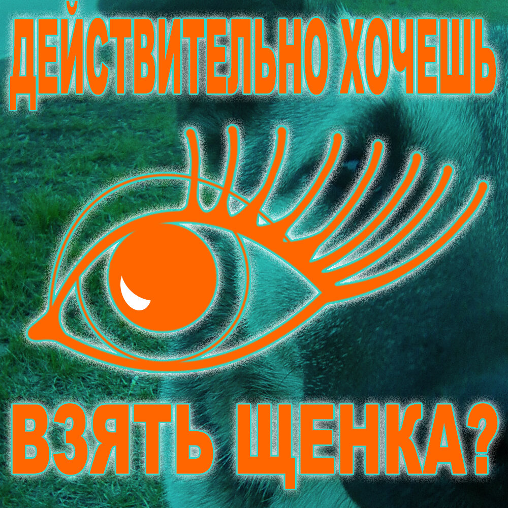 Щенок в доме - это всё: счастье, радость, восторг, умиление, в перспективе - гордость, а также то, без чего никак не получится - тревоги и волнения, бессонные ночи, лужи и кучки на полу, испорченная обувь, погрызенная мебель..., и список этот можно продолжать бесконечно | © ДиНа