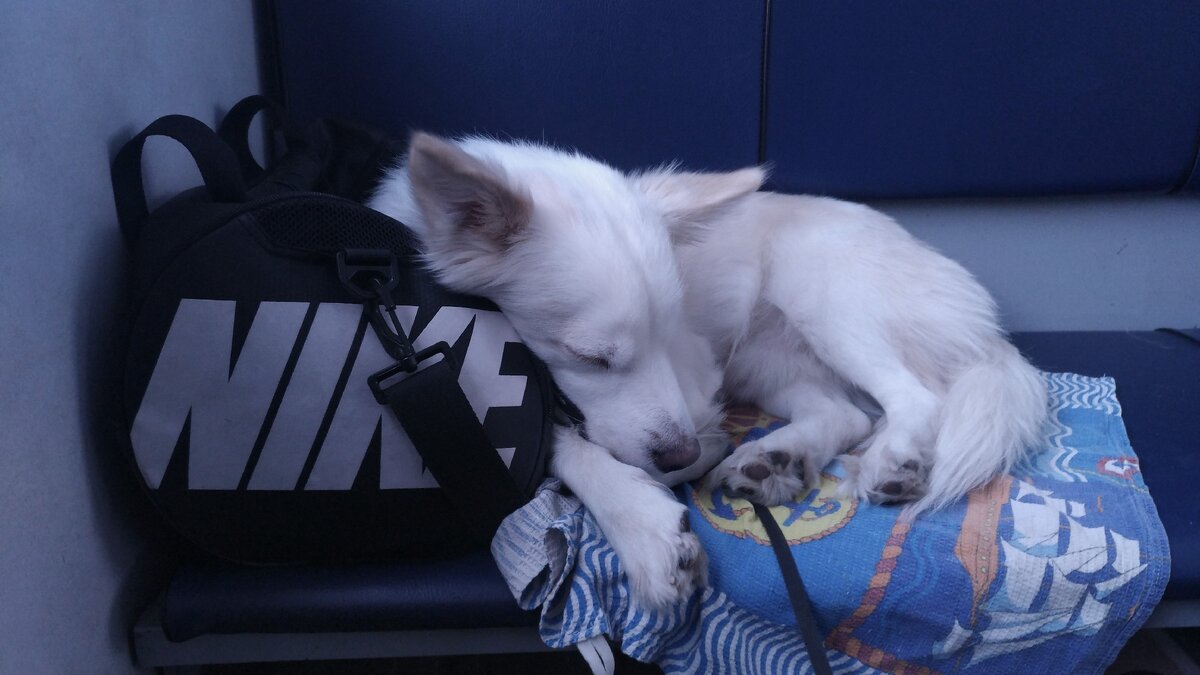 Плацкарт, нижняя полка. Бельё своё.