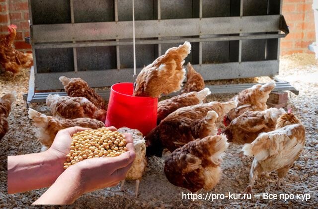 кормление кур ферма. цыплята на ферме. куры. ферма бройлеров. корм для куриц.