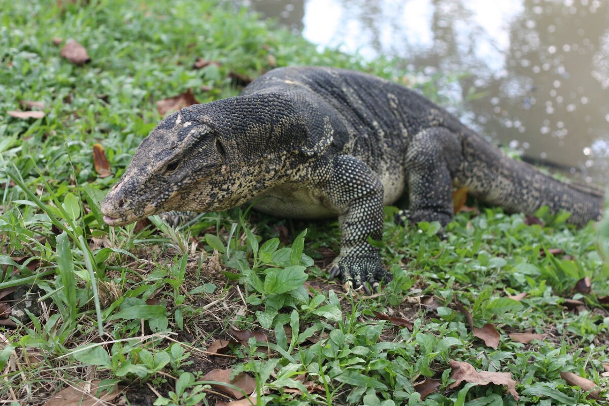 Такой красавчик ждет в Бангкоке, в парке Люмпини