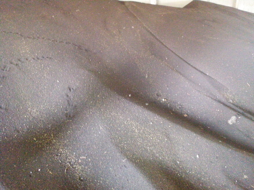 Черное сельскохозяйственное золото - Рапс