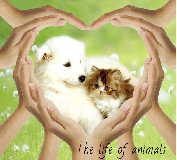 The life of animals